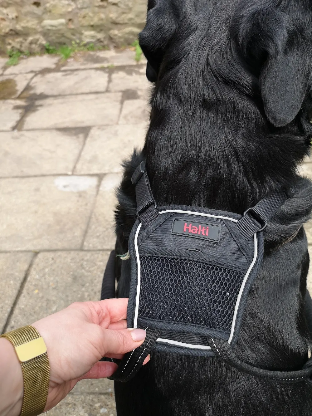 Placing the HALTI No-Pull Harness on the dog's back.