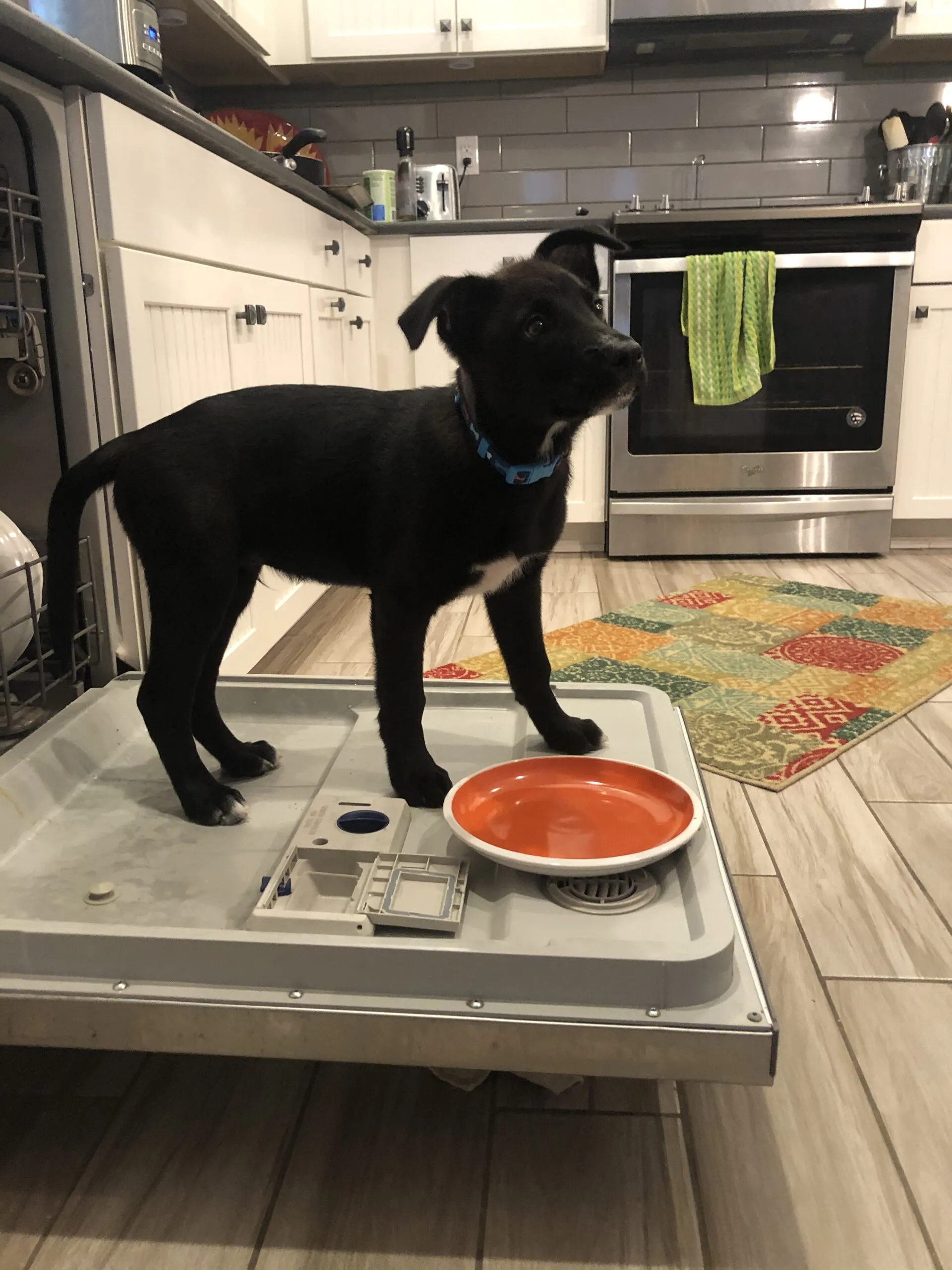 Playful black puppy eagerly licking dishes clean on an open dishwasher door, a common dog behavior