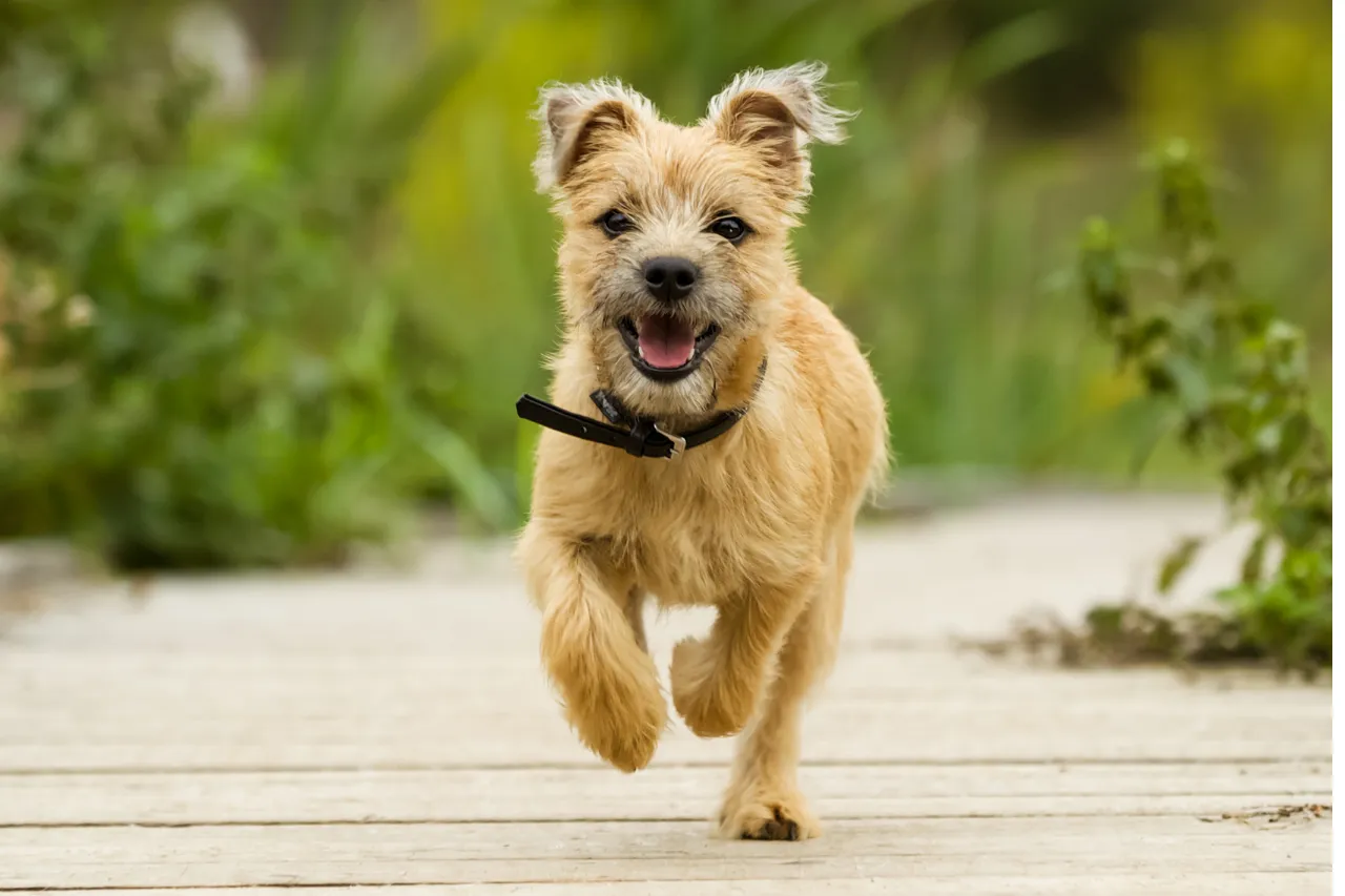 Playful Cairn Terrier in a field, a fearless and cheerful small dog breed for active families
