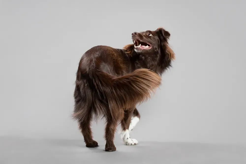 Playful dog demonstrating the "spin" trick by rotating in a full circle.