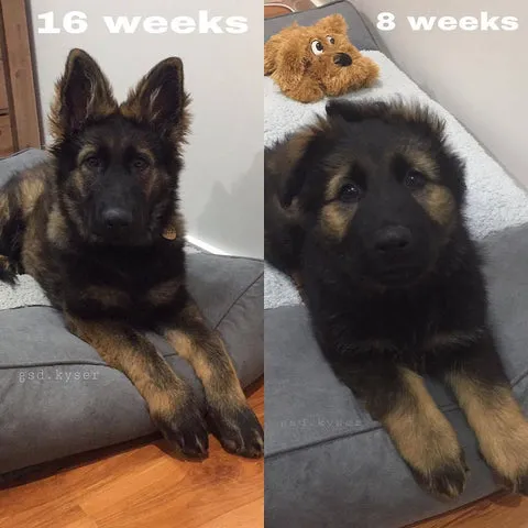 Playful German Shepherd puppy at 8 weeks compared to its growth at 16 weeks