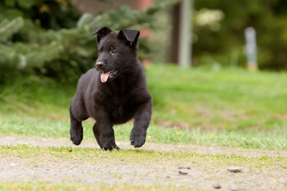 Playful German Shepherd puppy