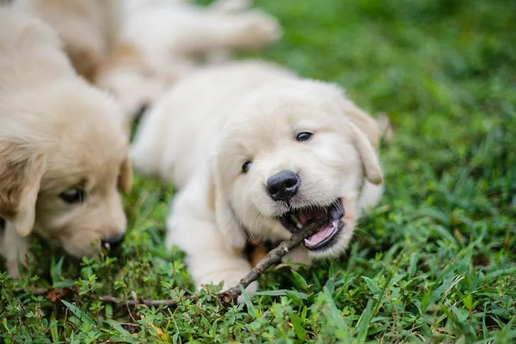 Playful Golden Retriever puppy happily chewing a natural stick on a grassy lawn, ideal for teething relief.