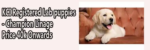 Playful Labrador puppies, potentially including chocolate browns, available in Bangalore