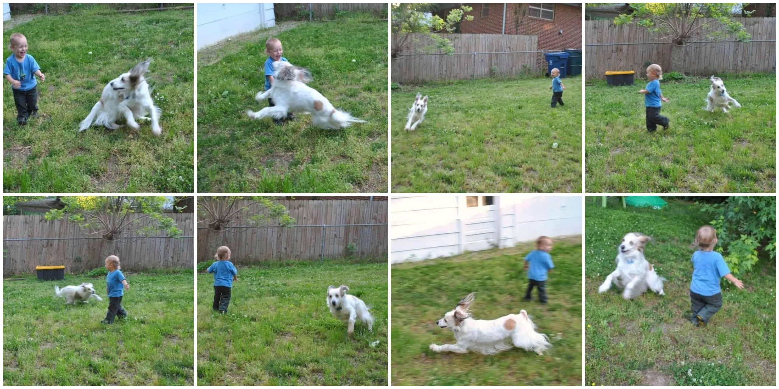 Playful Maya zooming around with another dog