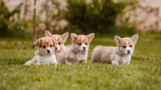 Playful Miniature Australian Shepherd puppy sitting in a green yard