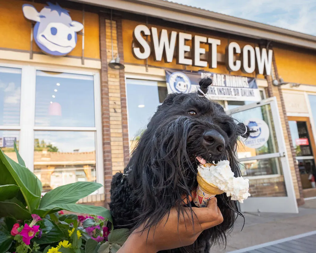 Playful moment captured: a Black Russian Terrier eagerly devouring a whipped cream cone, an example of fun at a dog ice cream shop.