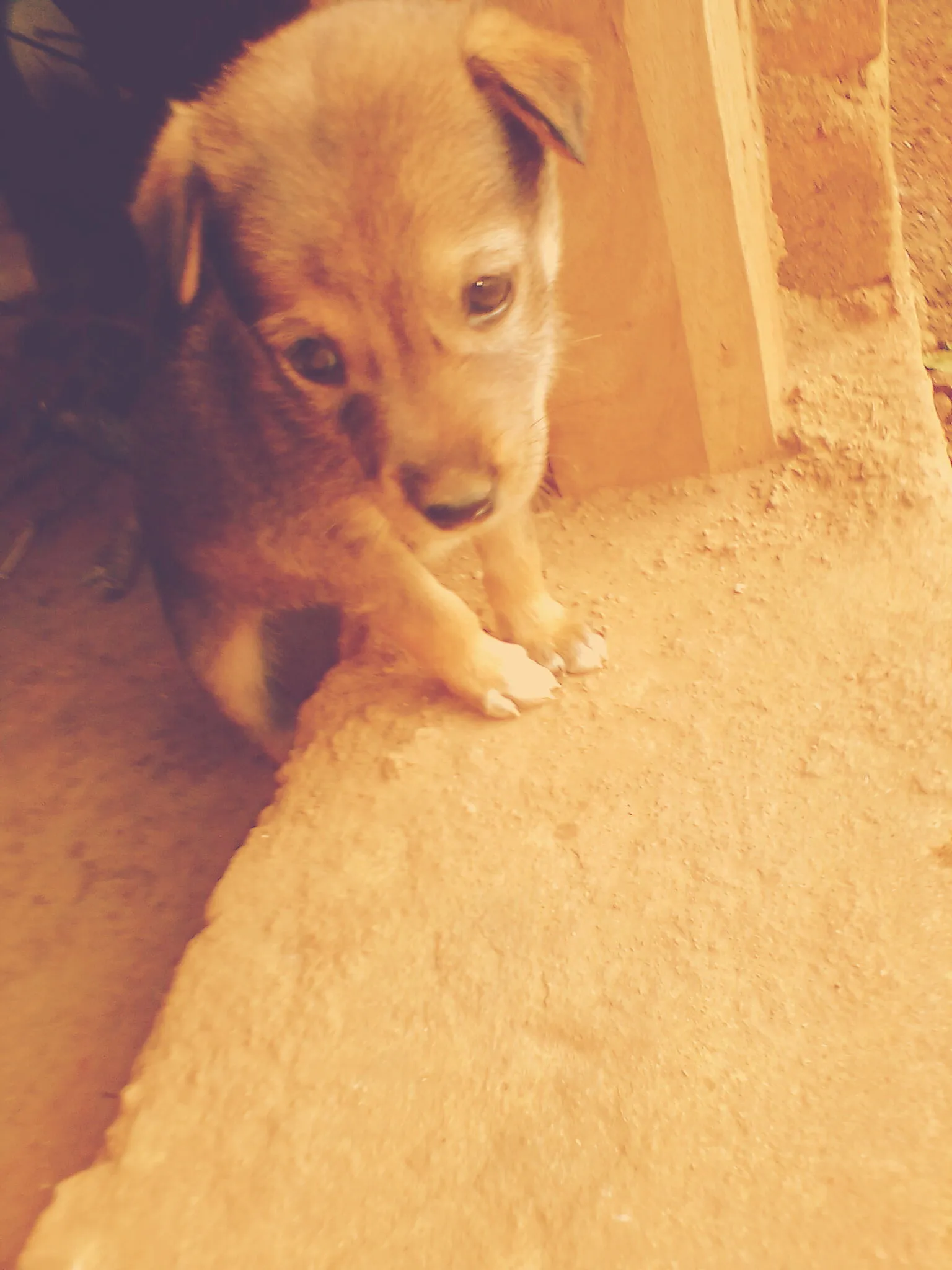 Playful pet dog looking up at its owner