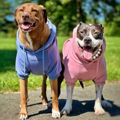 Playful Pitbull puppy in a stylish hoodie, showcasing their need for engaging and stimulating chew toys to prevent boredom