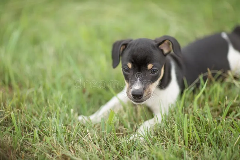 Playful Rat Terrier puppy enjoying a romp in bright green grass