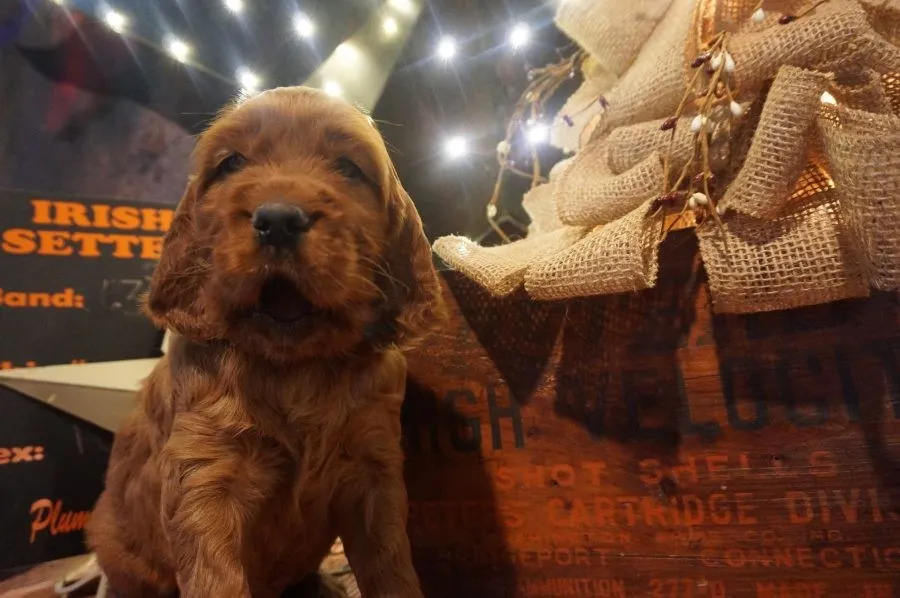 Playful red Irish Setter puppies exploring, demonstrating their natural curiosity and energy