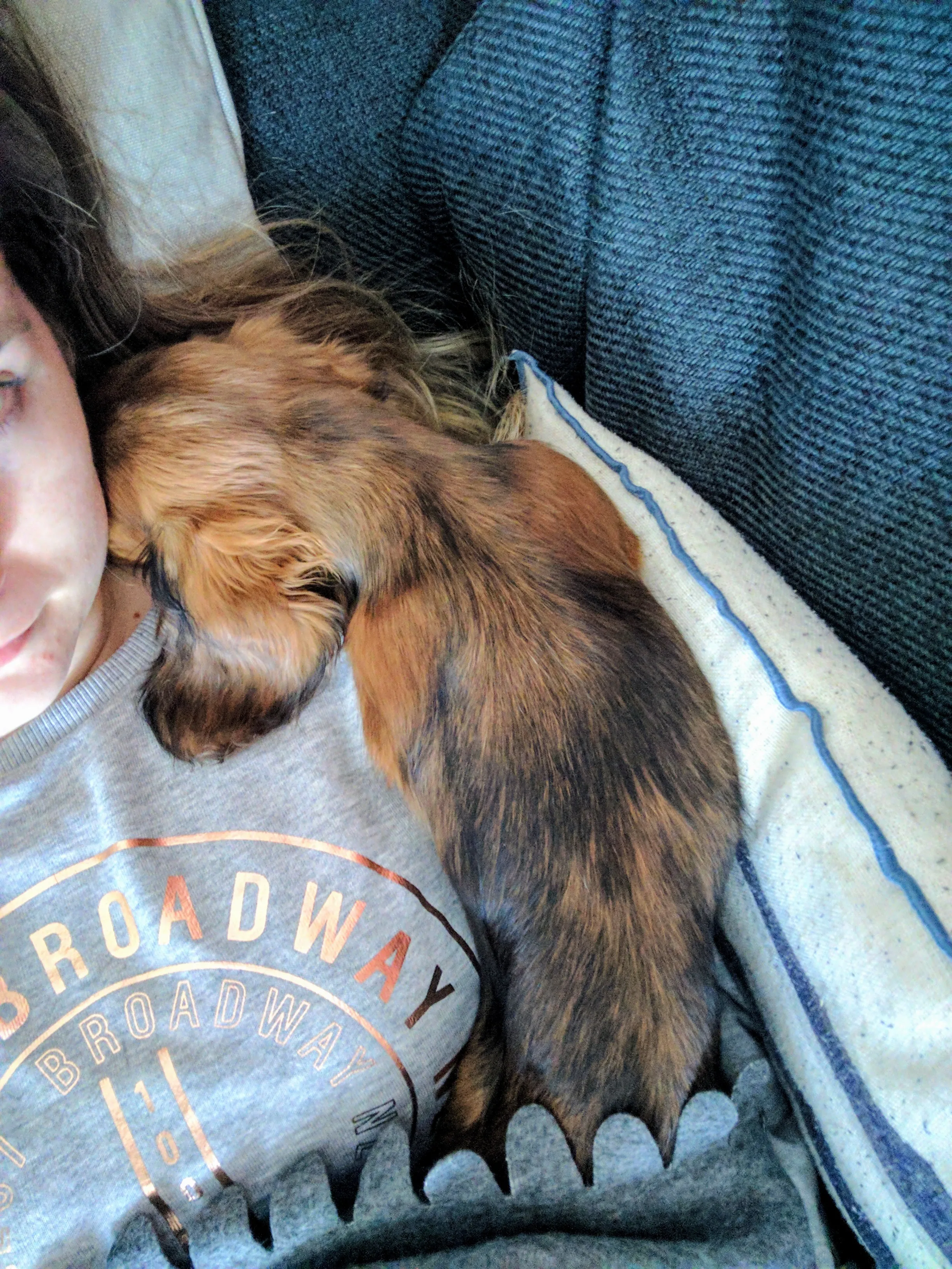 Playful sausage dog puppy enjoying the fresh air outdoors