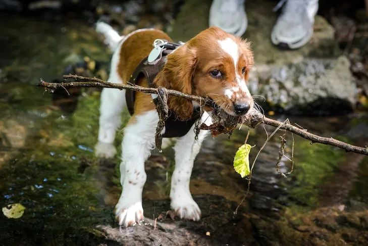 Playful Welsh Springer Spaniel puppy carrying a stick during an outdoor hike, demonstrating a common but potentially hazardous puppy behavior.