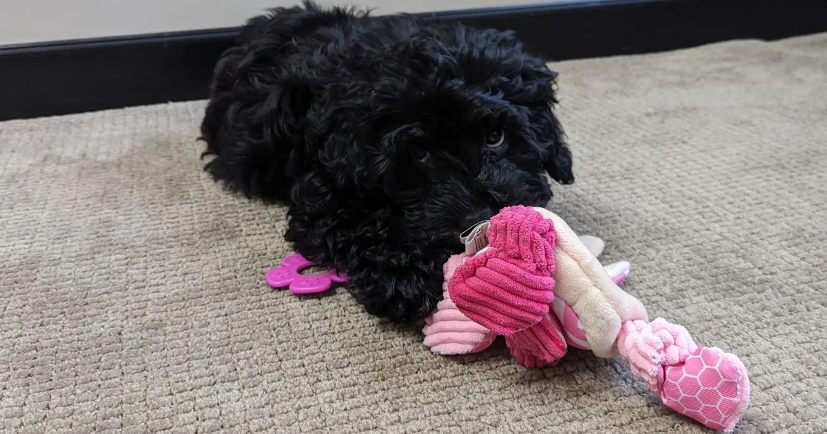 Plush comforting bunny toy with multiple textures and a teething ring, ideal for 8-week-old puppies