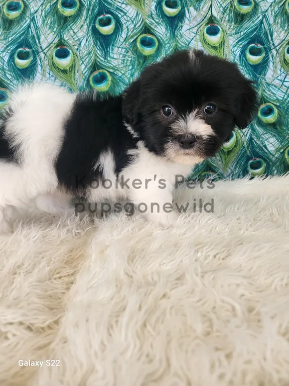 Pocus, an energetic black and white male Teddy Bear puppy