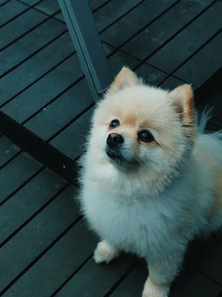 Pomeranian, a small fluffy dog breed
