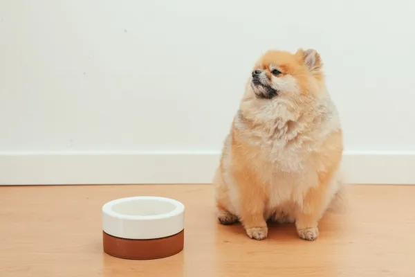 Pomeranian dog looking hungry, symbolizing a pet suffering from pancreatitis and waiting for suitable food.