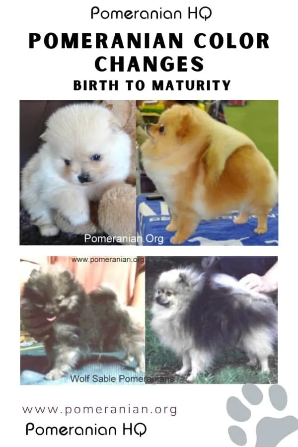 Pomeranian puppy displaying its coat during various stages of color change