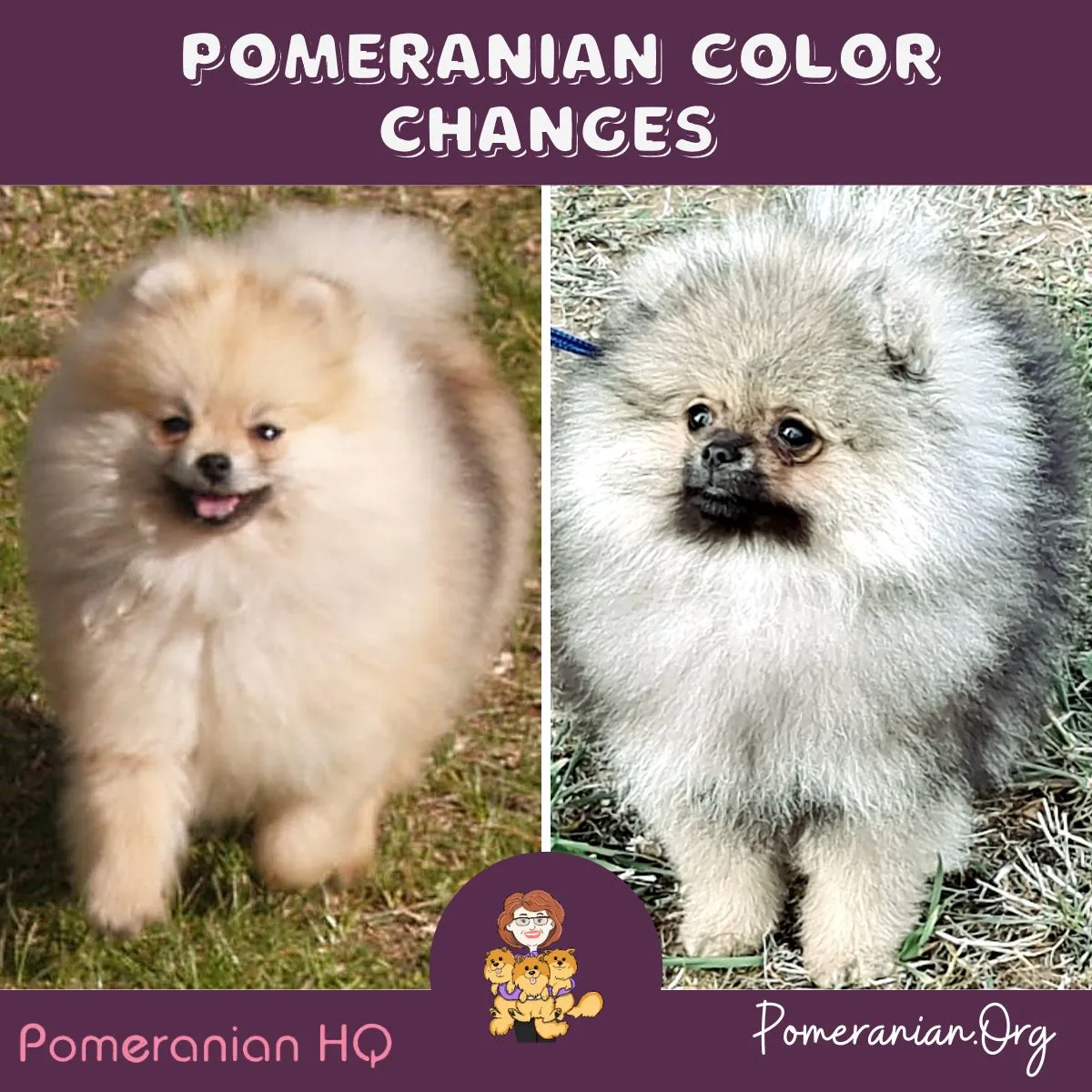 Pomeranian puppy transitioning to an adult Pomeranian with visible coat color changes