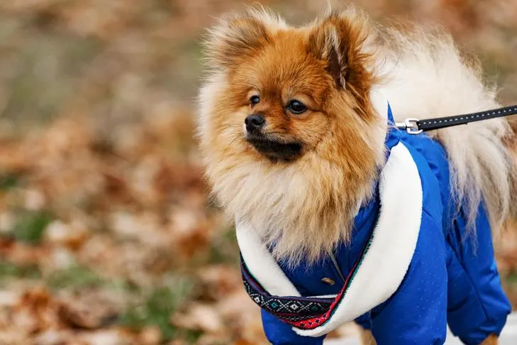 Pomeranian wearing a coat on a leash at the park.