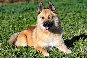 Pomsky laying in grass