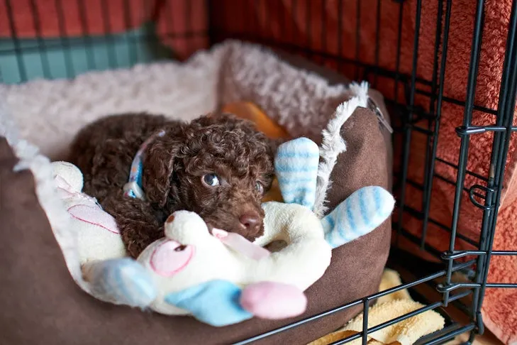 Poodle puppy laying down in its crate