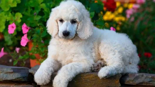 Poodle puppy on a garden wall