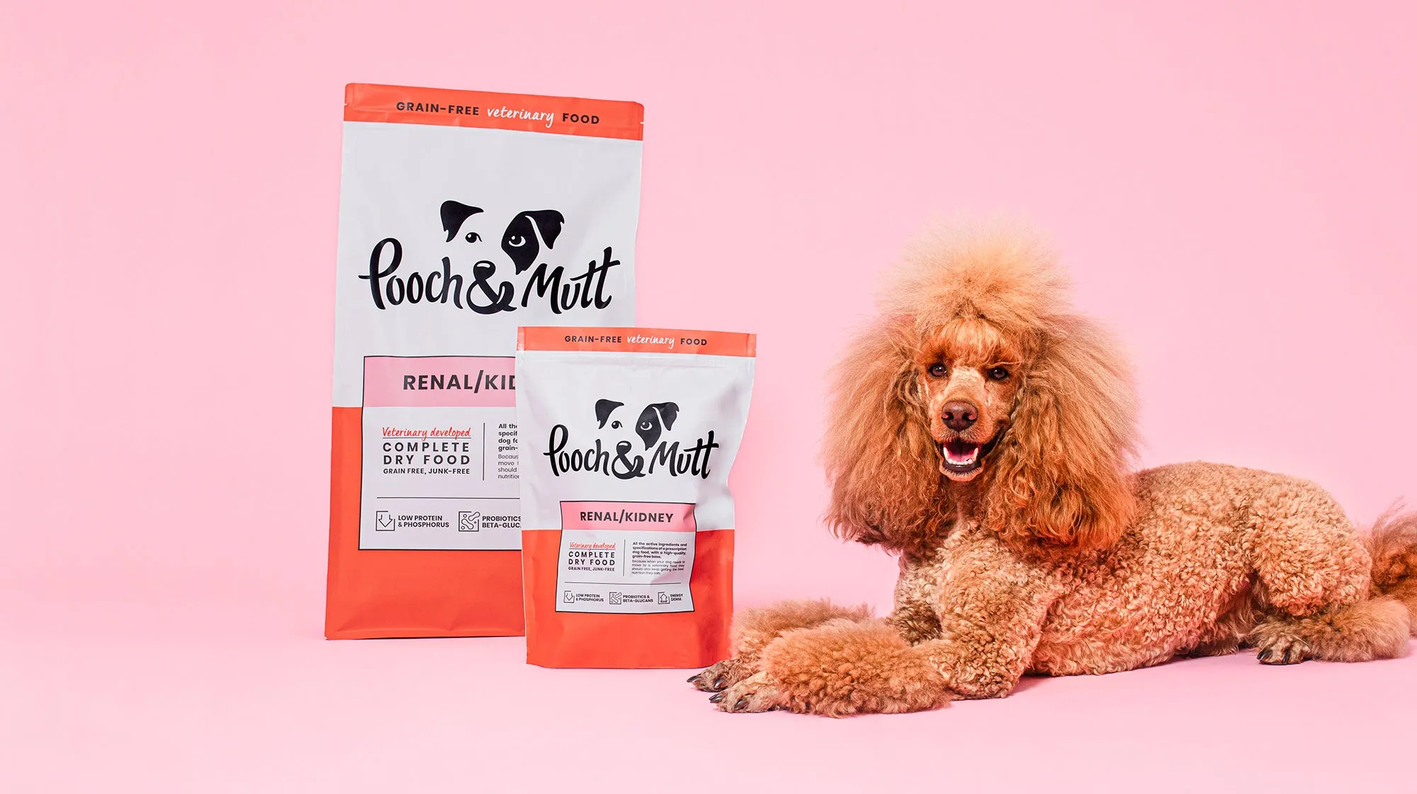Poodle resting beside specialized renal dog food for kidney disease management