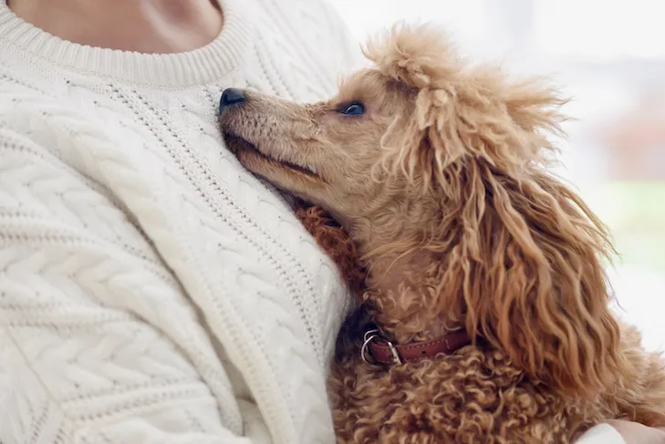Poodle snuggling with a woman at home, highlighting their affectionate nature and suitability for companionship.