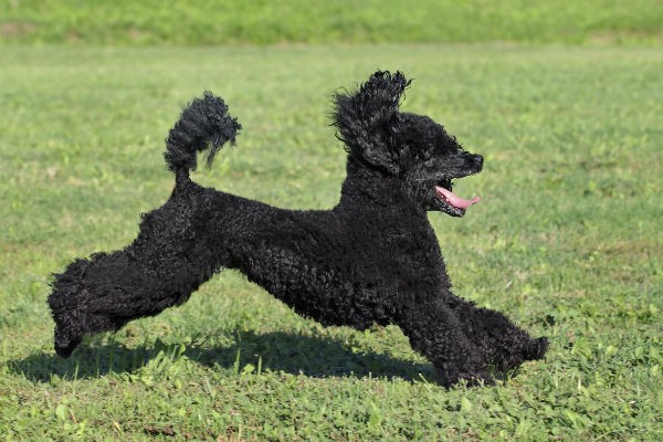 Poodle with a curly coat, a breed known for its intelligence and hypoallergenic qualities.