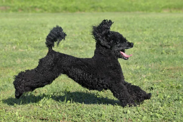Poodle with a curly coat, showcasing its elegant and athletic build