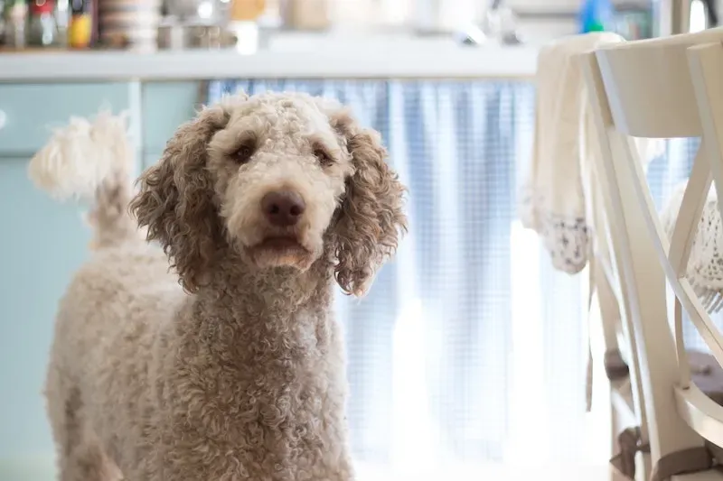 Poodles are one of those breeds that people don't commonly associate with being service dogs, but poodles make an excellent PTSD service dog. They're capable of learning intricate tasks as well as having a strong sense of smell.