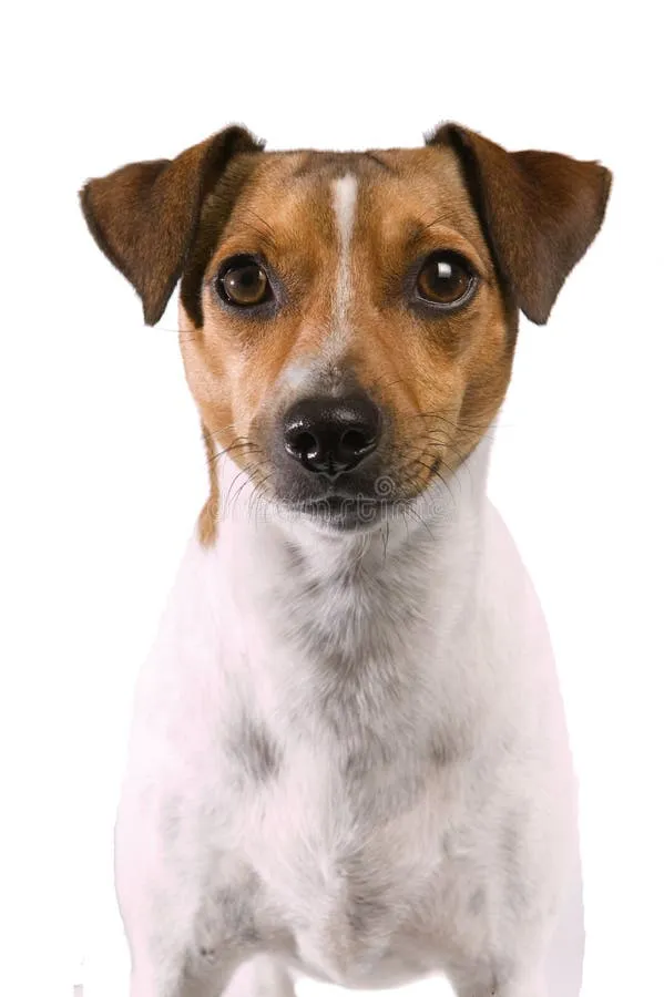 Portrait of an alert Rat Terrier with distinctive markings