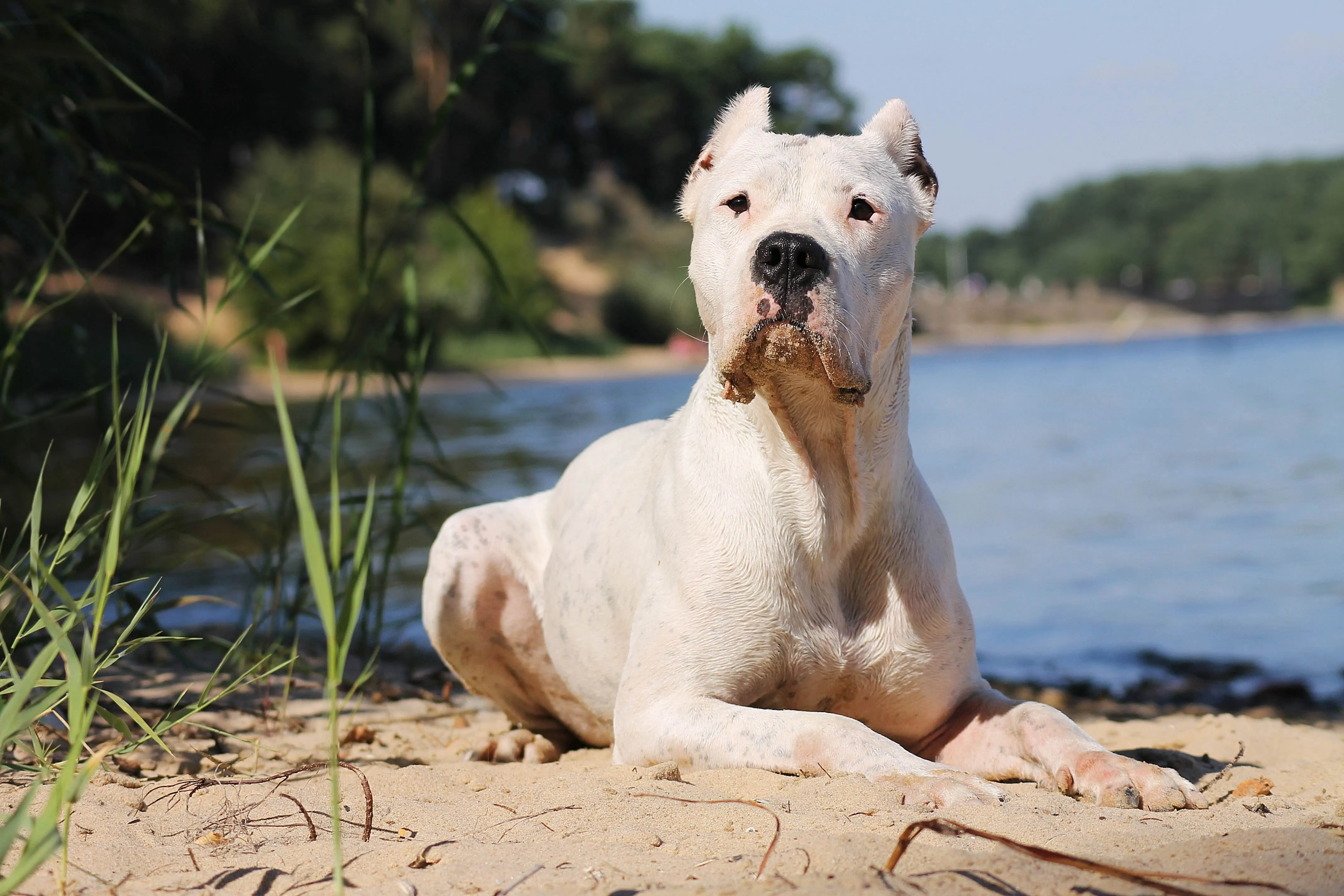 Powerful and muscular white Dogo Argentino dog lying on a rock near water, a large and protective breed requiring experienced owners, available in India