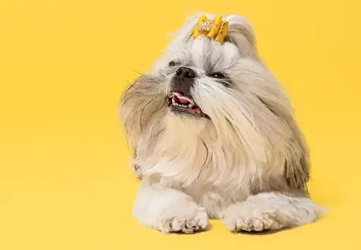 Preventing Tick Fever