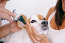 Probiotic ear cleaner