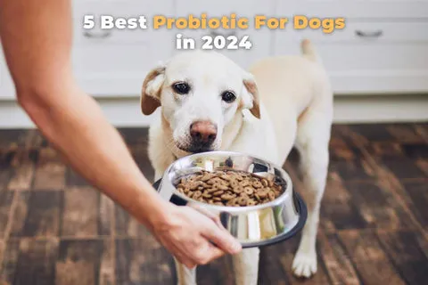 Probiotic For Dogs