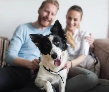 Professional dog trainer working with a dog during an in-home training session