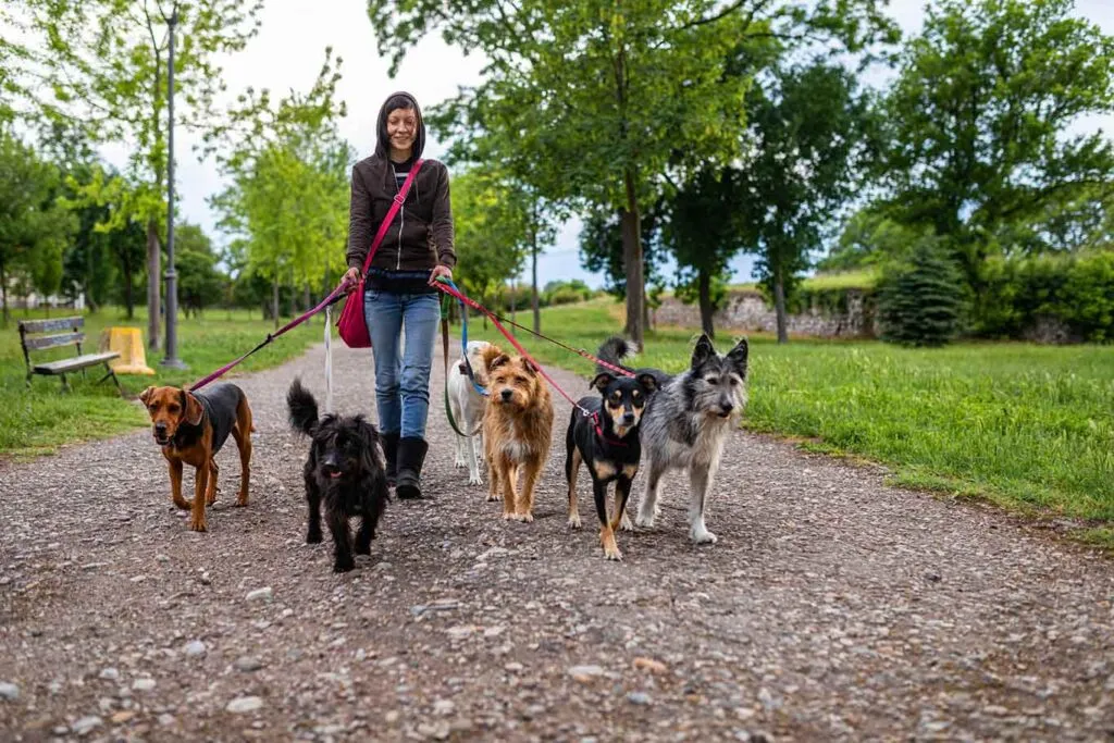 Professional dog walker managing multiple dogs on leashes in a UK park, highlighting legal responsibilities for dog walkers in the UK.