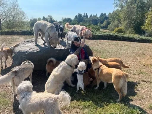 Professional dog walker Max Rose guiding a diverse group of dogs through a scenic wooded trail at a Seattle off-leash park
