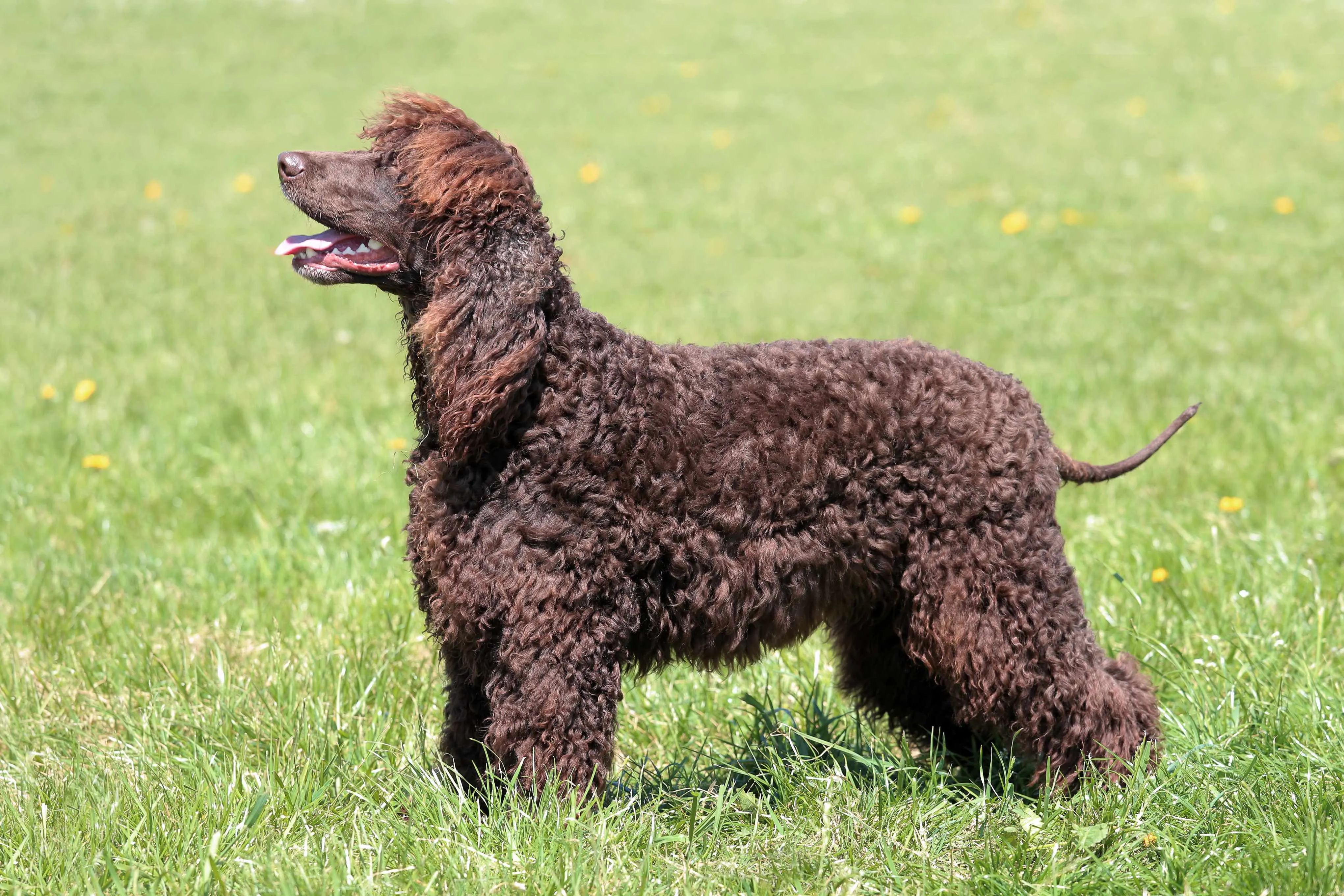 Profile view of a brown Irish Water Spaniel with a distinctive topknot and curly coat