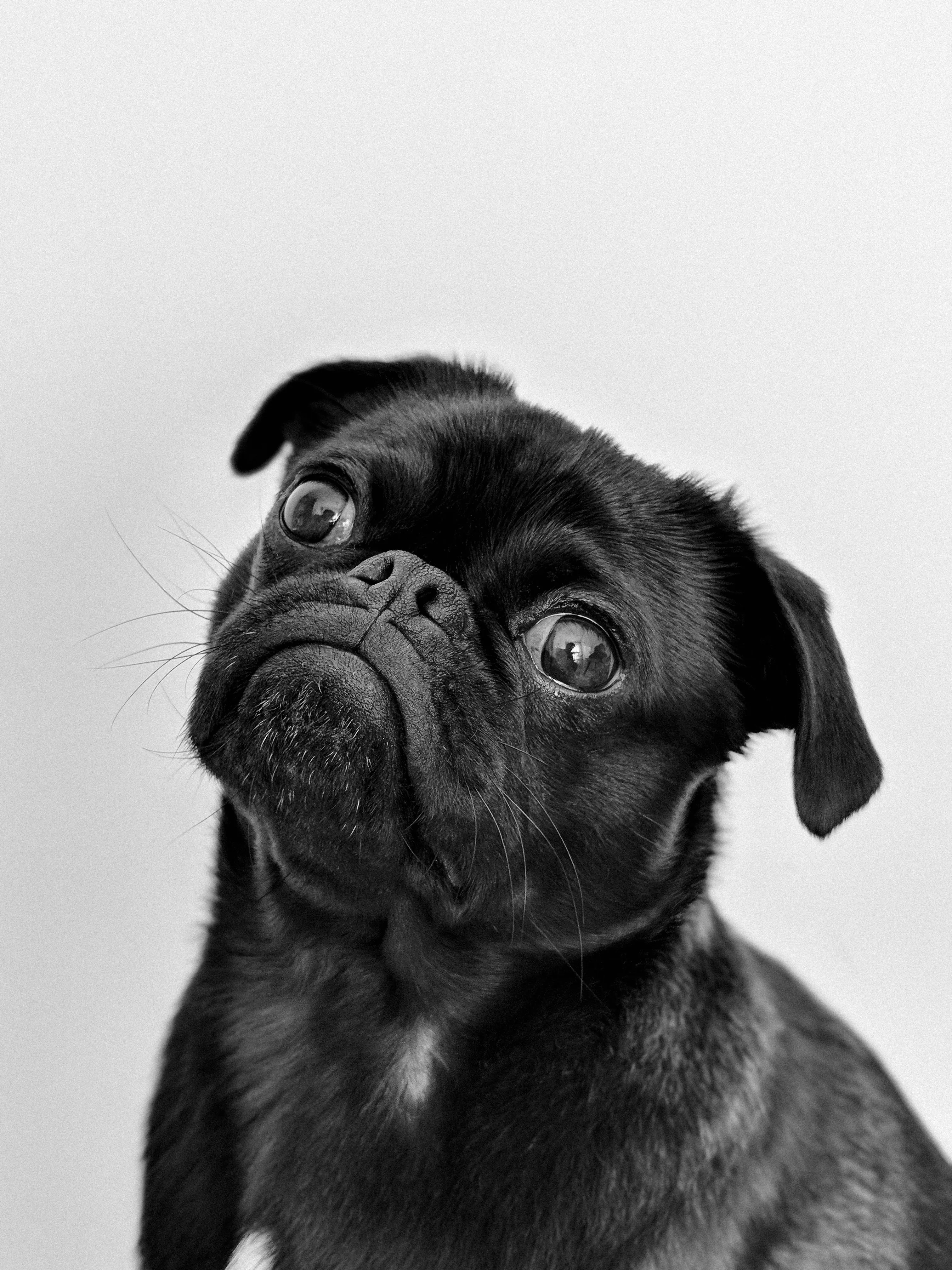 Pug dog looking up