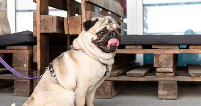 Pug dog with a wrinkled face