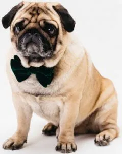 Pug in a bow tie