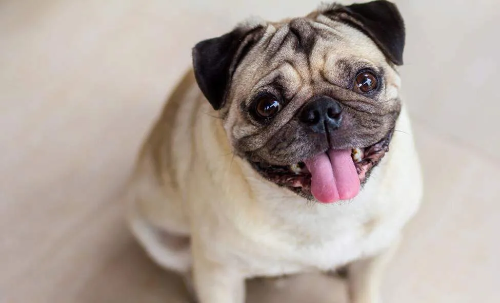 Pug resting calmly near a cat