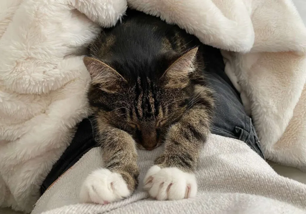 Pumpkin, one of the cats that Lucy met through TrustedHousesitters