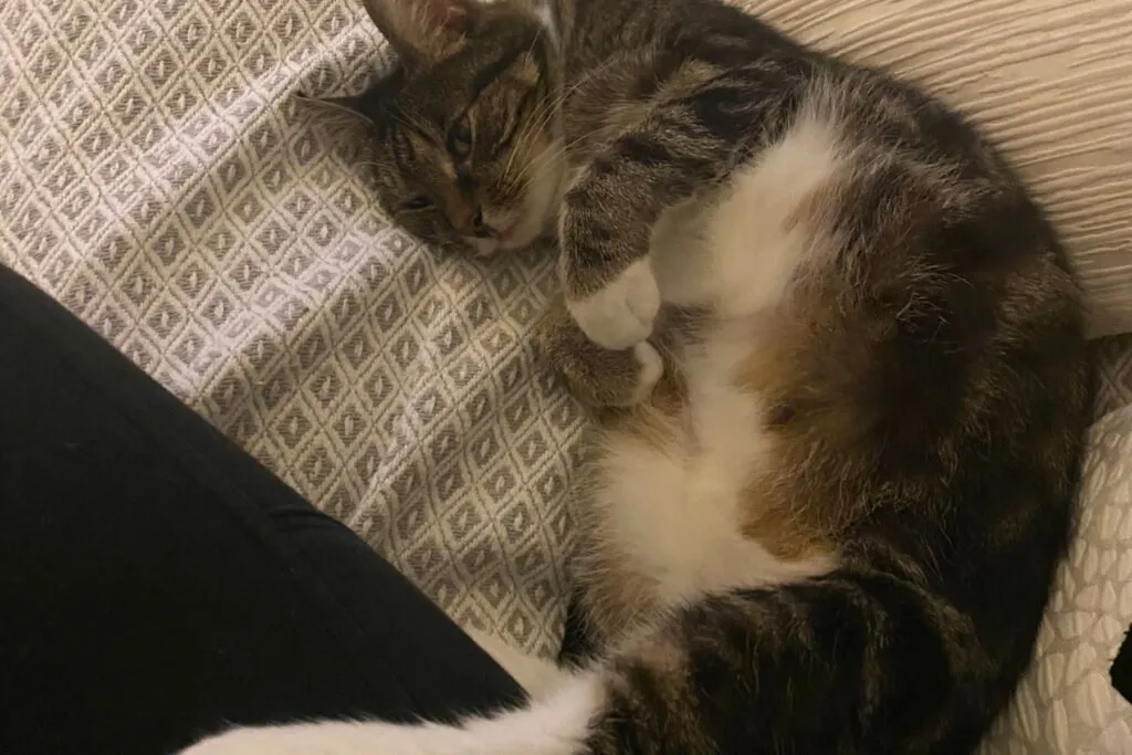 Pumpkin the cat chilling out with me in the comfort of his home