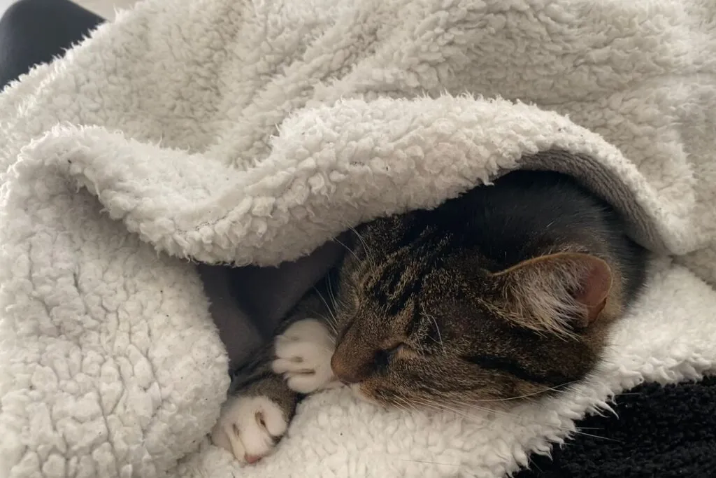 Pumpkin the cat who I met through Trustedhousesitters