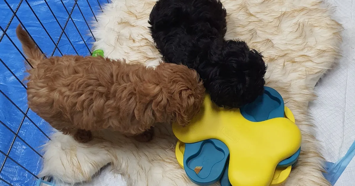 Puppies engaging with a puzzle toy
