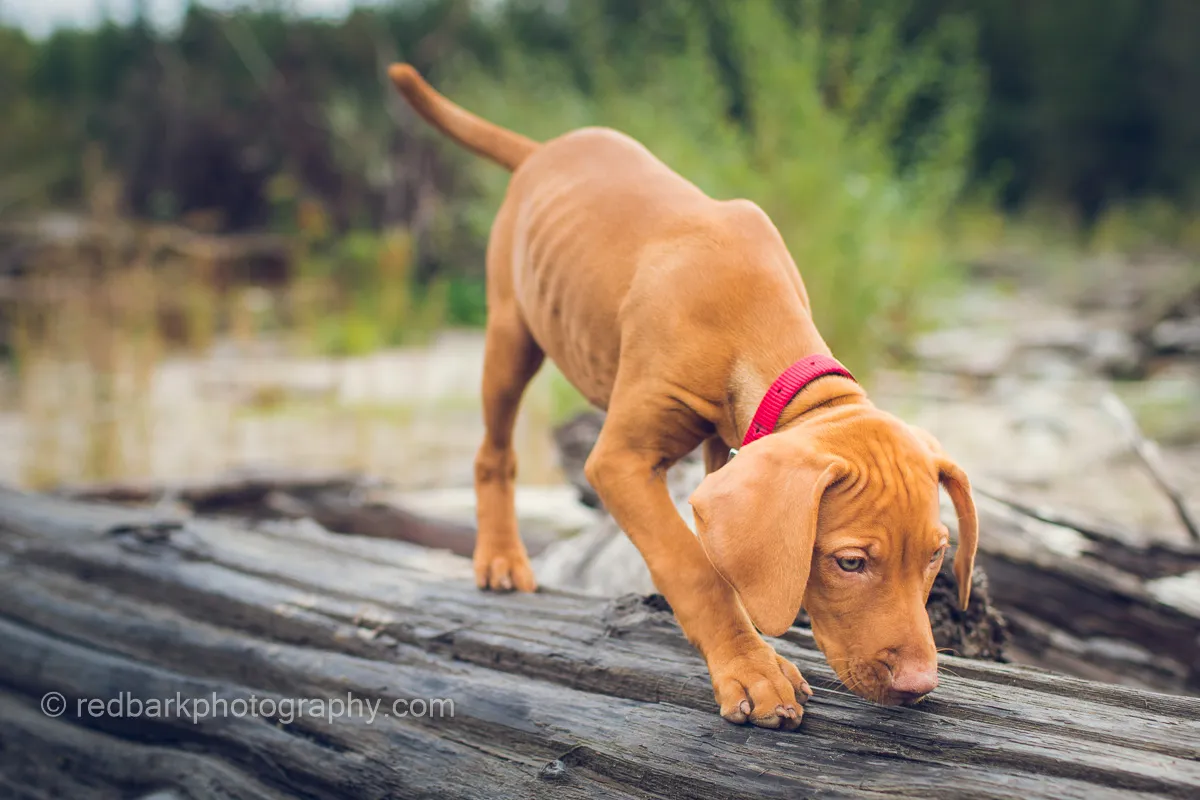 Puppy being called back with a treat